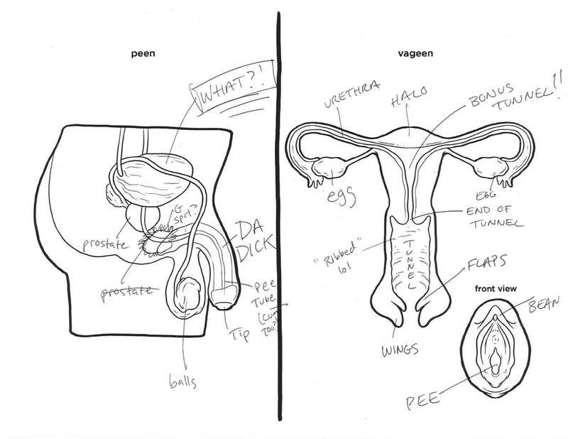 Illustration for article titled Adults Are Laughably Bad at Identifying Human Reproductive Systems
